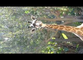 Maasai Giraffes LA Zoo Los Angeles California April 8 2026 Spring 80 Degrees Conservation Animals