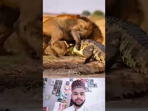 كلما داعب الغياب أطراف القلب سبقت نجاة الله بسكينة تحيي روحه Youtubeshorts اكسبلور Animals Viral
