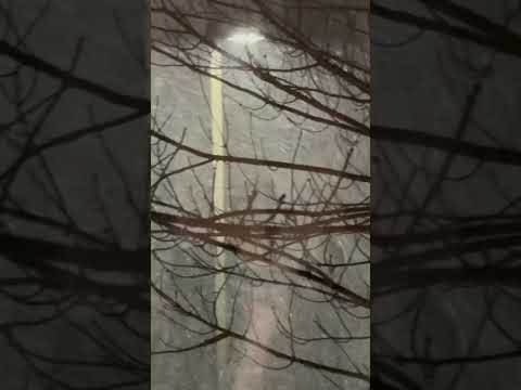 Feb 13 2025 Canada Snow Storm Weather Update