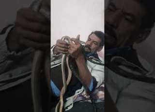 عشاق الافاعي وادي الأردن