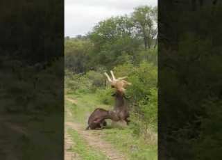 Buffalo Launches Lion Straight Into The Air Buffalo Wins Over Lion