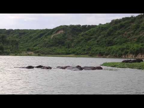 Agataliikonfuufu Amatikkira Ga Ssaabasajja Kabaka Ag E 71 Tukuleetedde Ebikwata Ku Kika Ky Envubu