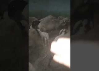  الغنم والماعز تاكل ايه ياكلوا حلاوه ياكلوا جاتوه ياكلوا كل اللى حلوه