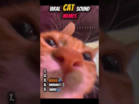 Viral Cat Sound Memes That Never Get Old Shorts Viral Cat