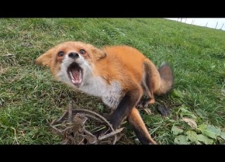 Fox Coyote 2021 Trapping Season Series Day 26 28 Fox Frenzy