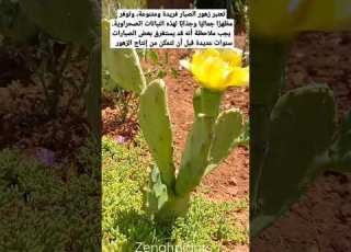  زهور الصبار تحتاج سنين كي تظهر Zenahplants Shortsvideo ازهار صباريات Viral