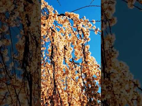 Sergey Grischuk My Dream Сергій Грищук Моя мрія