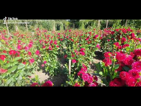 راغب علامه ياريت بتعرف شو بحبا وشو عم اتعزب في حبا راغب علامه ياريت بتعرف شو بحبا وشو عم اتعزب في حبا