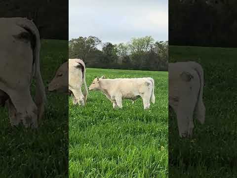 Wir Haben Gras Zu Essen