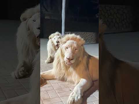 يا سلام سلم على جمال الأسود