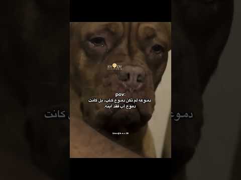 دموعه لم تكن دموع كلب بل كانت دموع أب فقد ابنه اكسبلور اقتباسات كلمات لايك حالات واتس دموعه لم تكن دموع كلب بل كانت دموع أب فقد ابنه اكسبلور اقتباسات كلمات لايك حالات واتس