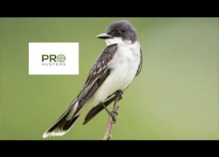  Eastern King Bird Bird Sound Bird Call For Pro Hunters