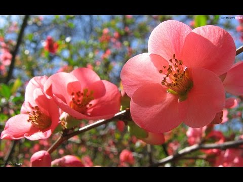 سامي يوسف صلوا عليه شفيع الامة Sami Yusuf