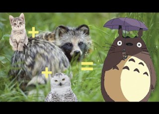  Unraveling The Totoro Mystery What Species Is This Iconic Character