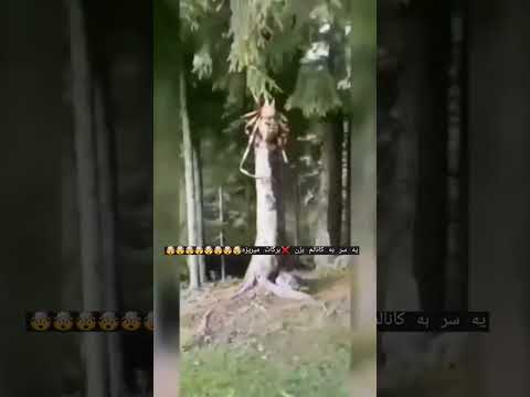 فصل عنکبوت ها تو استرالیا این شکلیه