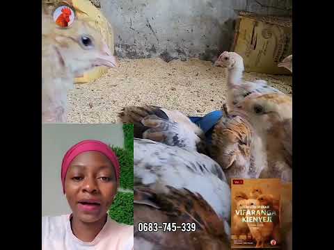 Ujanja Ni Kuwahi Kokoriko Kigamboni Ufugajikuku