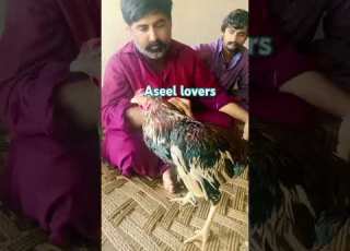  Chakrala Aseellovers Aseelmurga Viral Subscribemychannel