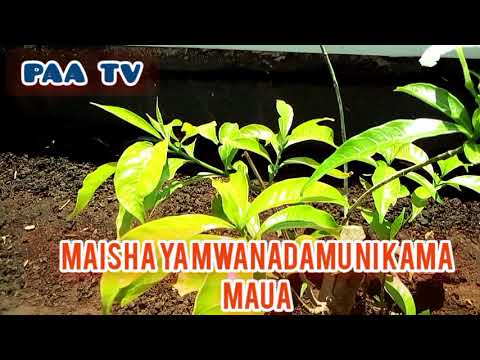 Maisha Ya Mwanadamu Ni Kama Maua