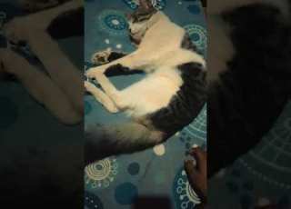 Koo Balanna Cat Lovers La Innooda