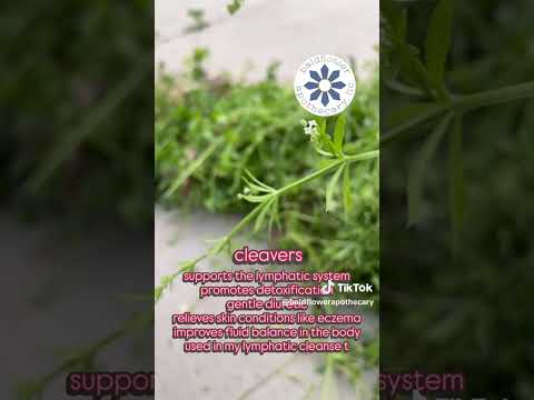 CLEAVERS GREAT FOR LYMPHATIC AND MORE