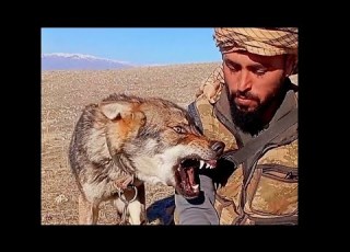 رصيد الذئاب المفترسة بالجبال تتبع حركة الذيب