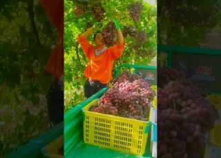 Seedless Crimson Grape Harvest Satisfying Short