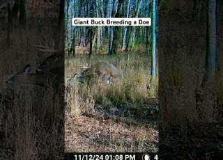 GIANT BUCK BREEDING DOE RARE FOOTAGE Deer Whitetail Bowhunting Rare Baby
