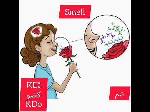 Smell شم