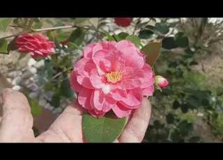 Камелия Сорт Bonomiana