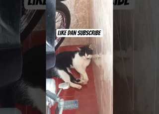  Ngigoo Cat Viral Contentcreator Digitalcreator Viral Funny Comedy Likeandsubscribe