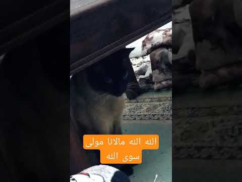 الله الله مالنا مولى سوى الله فضلا منكم دعم القناة بالاشتراك Shorts