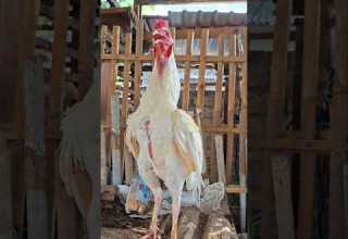 Morning Alarm Suara Ayam Berkokok Panggilan Suara Ayam Shortsviral Shamo Ayambangkok