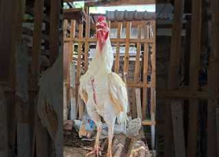 Morning Alarm Suara Ayam Berkokok Panggilan Suara Ayam Shortsviral Shamo Ayambangkok