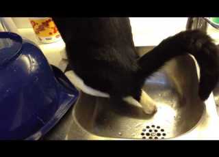  Our Cat Is Peeing In The Sink