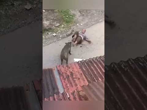 شخص يتعرض لهجوم من الخنزير البري مقطع جديد 2025 ناسيونال هجوم الحيوانات إنقاد الناس رعب مخيف صراع شخص يتعرض لهجوم من الخنزير البري مقطع جديد 2025 ناسيونال هجوم الحيوانات إنقاد الناس رعب مخيف صراع