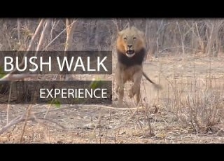 Bush Walk Experience In Africa