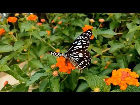 سورة البقرة تلاوة مريحة جدا للقلب مع مناظر طبيعية رائعة HD القارئ الشيخ ماهر المعيقلي