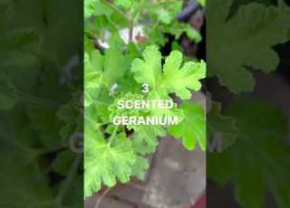 Top 5 Aromatic Plants For Greenhouse