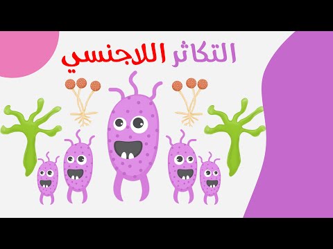 صور التكاثر اللاجنسي الصف الثالث الثانوي 2022 صور التكاثر اللاجنسي الصف الثالث الثانوي 2022