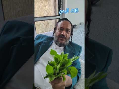 قات اليمن يهود يهودي اسرائيل
