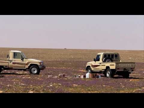 شيله سود هدب عيني خلي بيض نوجانه