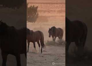 جنگل کا بادشاہ مرکوزی گھوڑے کی حیرت انگیز کہانی جنگلی حیات مرکوزی گھوڑا Documentary