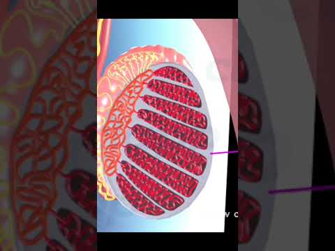 Anatomy Of Male Reproductive Organ 3D Animation