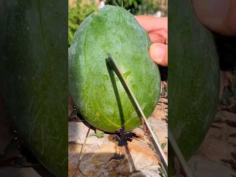 مشوب بدي بطيخه