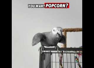 Bird Asks For Popcorn