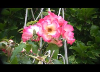 QAUTOHeadlineNR VOSOT Nov 26 16 45 51 UTC 2025 Crmoments