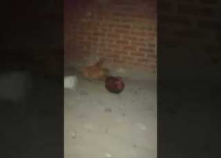 محمد رمضان اغنية رمادونا