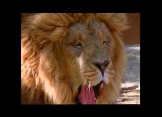 Baby Noah Animal Expedition Part 1 Animal Videos For Kids Baby Einstein