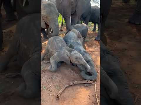 Mwana Has Grown From The Coddled Only Child Of Umani To The Best Big Sister Babies Sulwe And Lenny