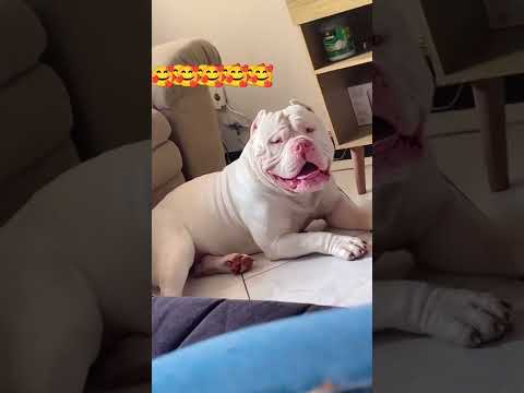 كلب بيتبول ابيض لطيف تريند اليوم كلب البيتبول